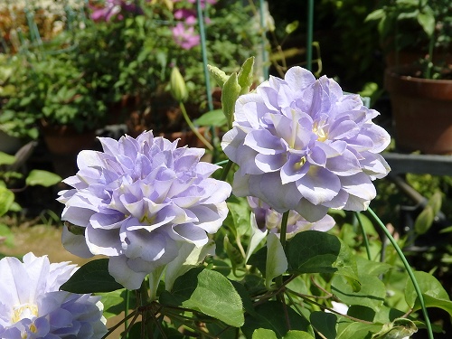 八重も咲いています 花のある生活 クレマチス 八重も咲いています 花のある生活 クレマチス