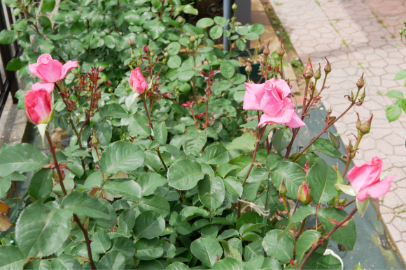 庭の薔薇  (2018/4/26)_f0339795_12520946.jpg