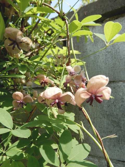 e0025300_20341262.jpg