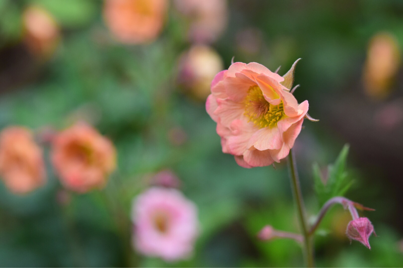 オレンジ アプリコット色のゲウム マイタイが沢山咲いてます 薔薇好き花好き庭が好き 元英国在住 アートセラピストが造る癒しの庭