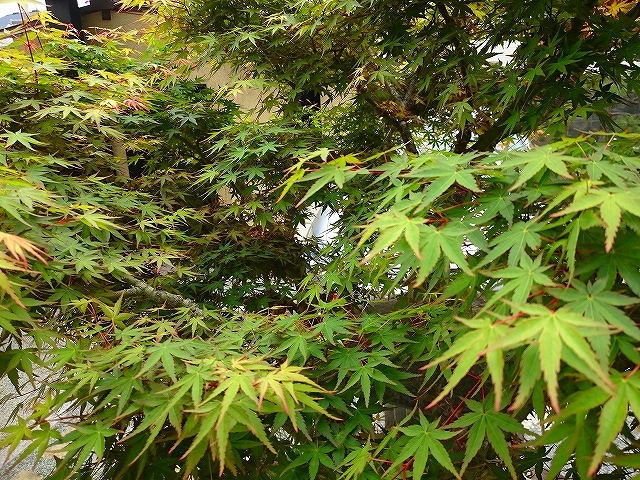 e0289203_21080087.jpg