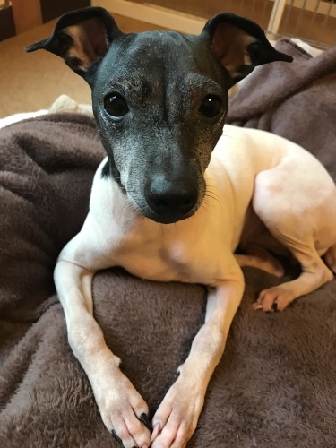 三つ指ついて 日本テリア 犬目堂 三つ指ついて 日本テリア 犬目堂
