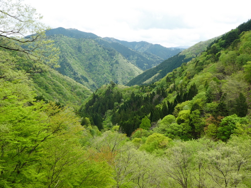 クマガイソウ咲く　簗谷山 (1,213.7M) に登る_d0170615_21092123.jpg