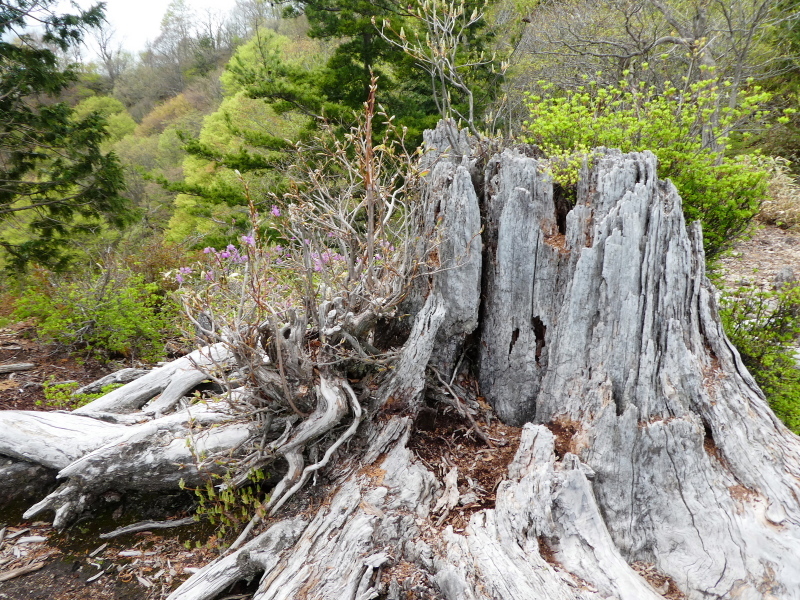 クマガイソウ咲く　簗谷山 (1,213.7M) に登る_d0170615_21101597.jpg