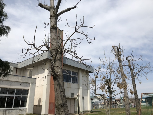 中郷小学校 今日のひとコマ _d0382316_10514393.jpeg