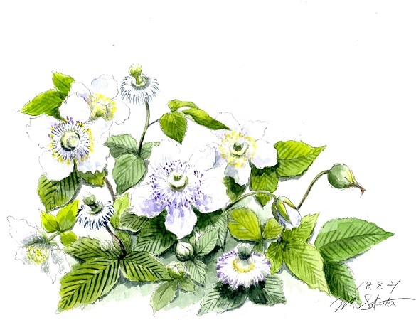 キイチゴの花 絵日記