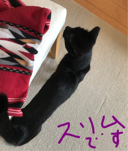 猫ニキビ？_e0163721_16185777.jpg