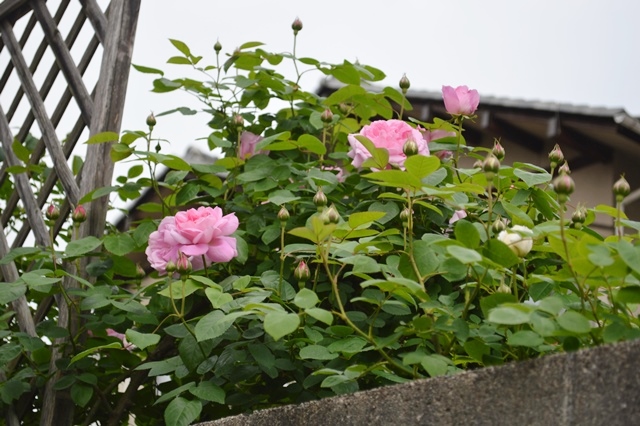 d0096422_1612097.jpg