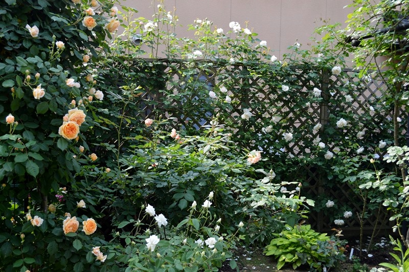 d0096422_1616117.jpg