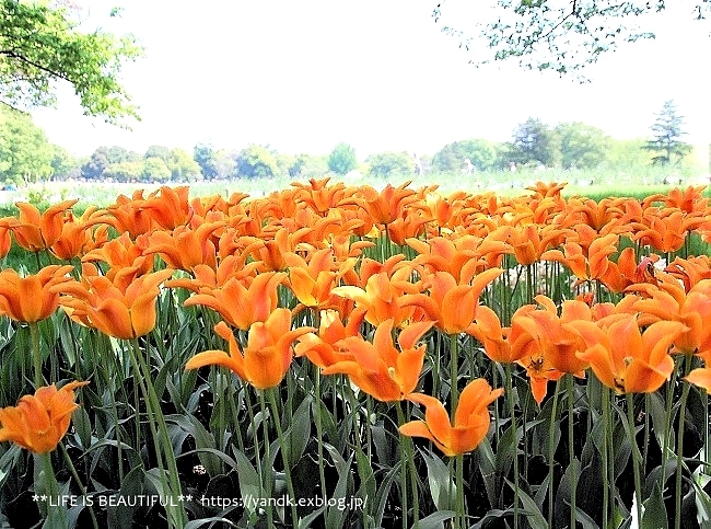 新緑の昭和記念公園_d0083623_14045769.jpg