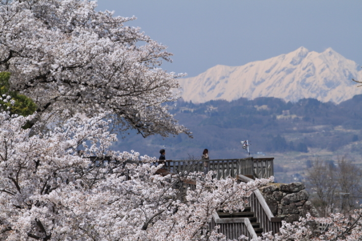 １８年桜紀行２９・信州長野市松代城跡の桜その１_f0229832_23495979.jpg