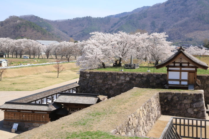 １８年桜紀行２９・信州長野市松代城跡の桜その２_f0229832_23524562.jpg