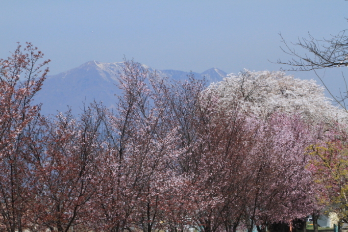 １８年桜紀行２９・信州長野市松代城跡の桜その２_f0229832_23553109.jpg