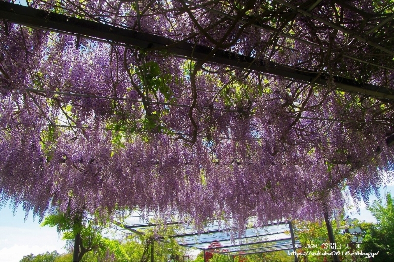 藤の花が満開のＪＧＭ笠間コ-スで楽しむ(^^♪_e0052135_10434658.jpg