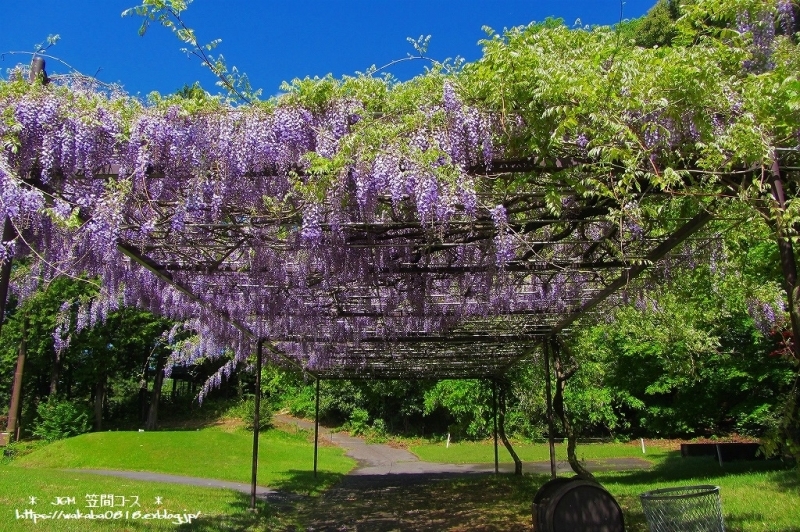 藤の花が満開のＪＧＭ笠間コ-スで楽しむ(^^♪_e0052135_10434951.jpg