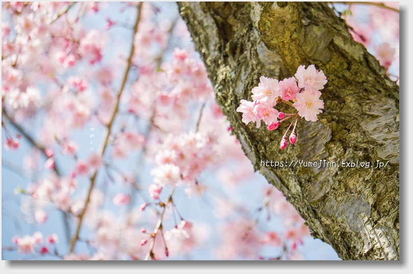 圧倒的桜。2018_a0143439_14080704.jpg