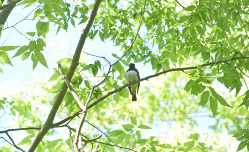 秋ヶ瀬公園のオオルリ Blue-and-White Flycatcher_f0206939_14521292.jpg