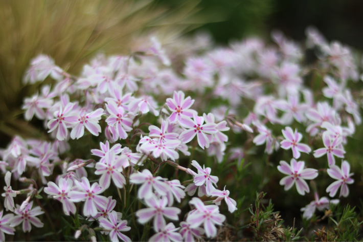 主庭の小さな花たち_c0359445_22041342.jpg