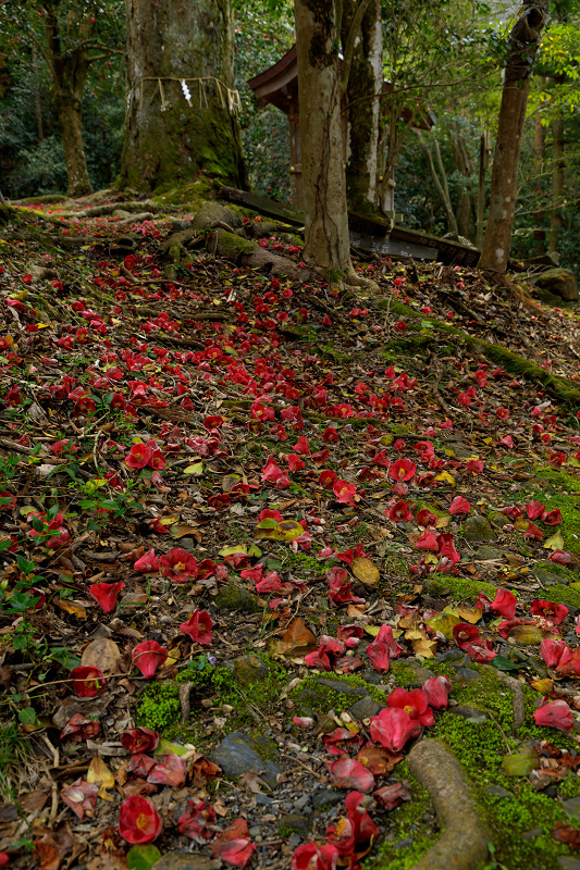 散り椿　～花尻の森～_f0155048_23192896.jpg