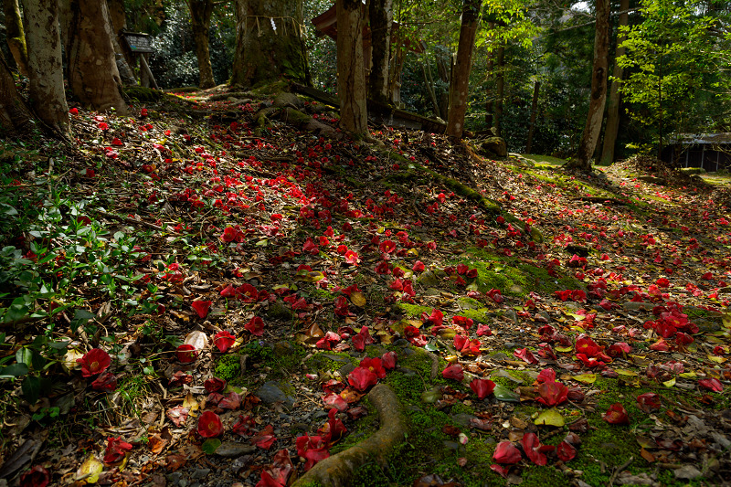 散り椿　～花尻の森～_f0155048_23221355.jpg