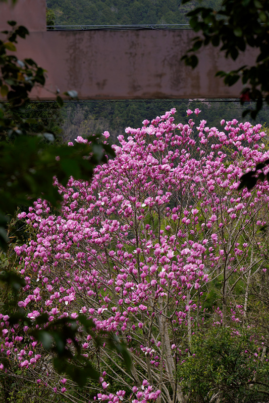 散り椿　～花尻の森～_f0155048_23225973.jpg