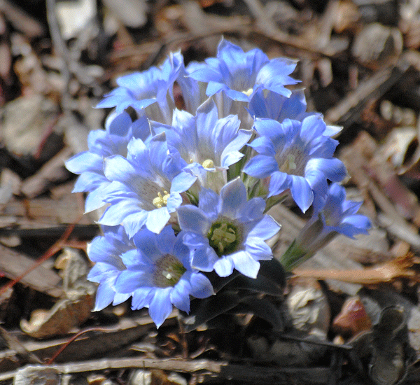 a0001354_22331814.gif
