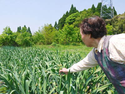 熊本産ステビアにんにく 今年は成長が早い?芽カギ(摘蕾作業)スタート! _a0254656_17505584.jpg