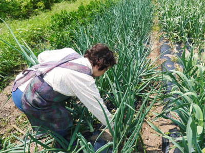 熊本産ステビアにんにく 今年は成長が早い?芽カギ(摘蕾作業)スタート! _a0254656_18213529.jpg