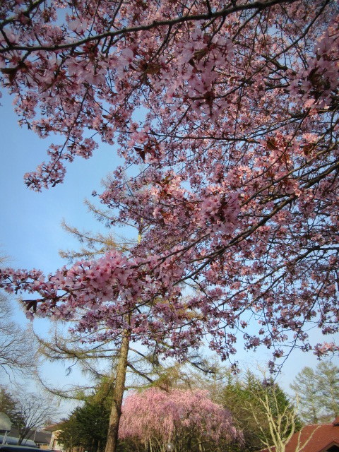 4月27日の桜 ＊ 軽井沢の桜もそろそろ終盤に - ぴきょログ～軽井沢でぐーたら生活～