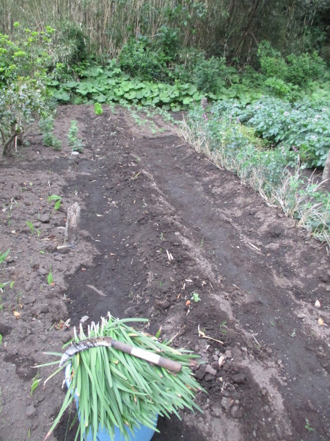 茗荷のお世話と夏野菜の成長_b0366663_21495424.jpg