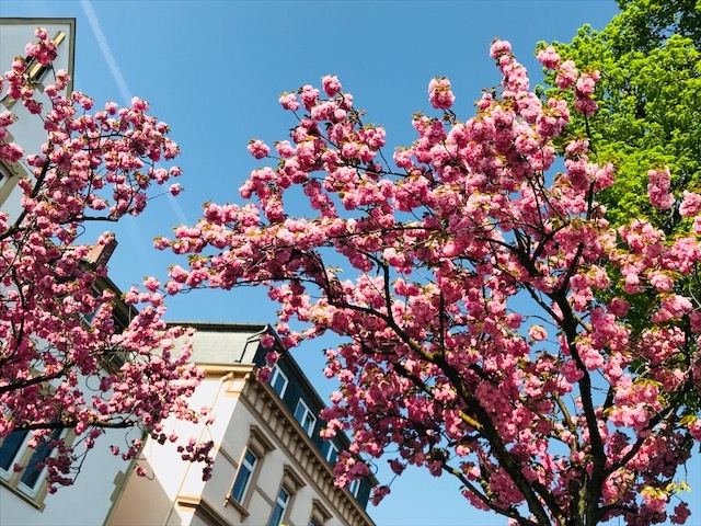 お花見🌸そしてケーキ♪_c0194065_17071287.jpg