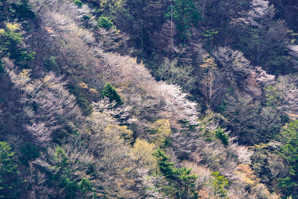 釈迦が岳麓の桜_c0350572_22415708.jpg