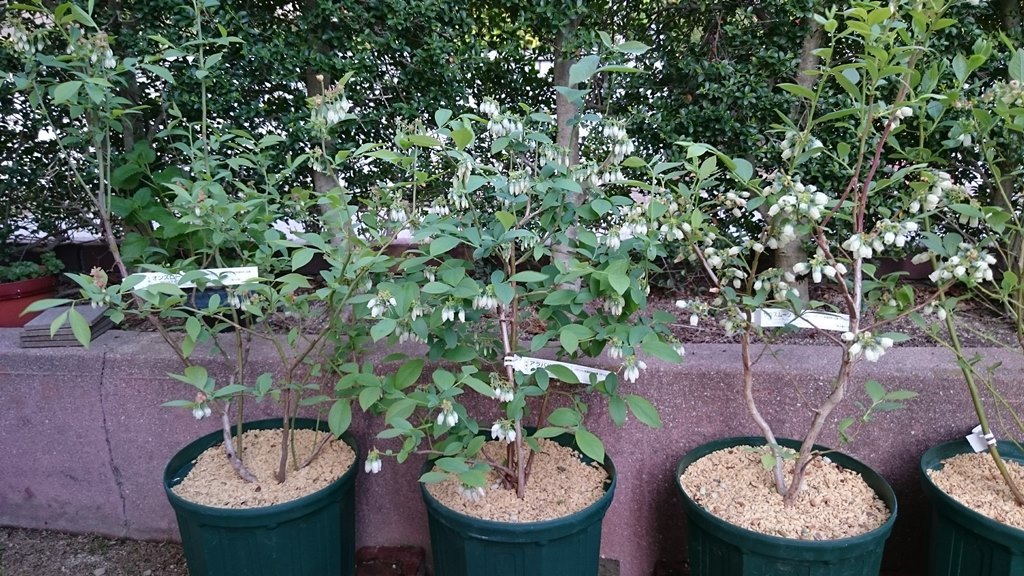 ブルーベリー苗木　3年生　6鉢 ブルーベリー 苗木 （ 3年生 ） 4.5号ポット苗 【 送料無料 】 2