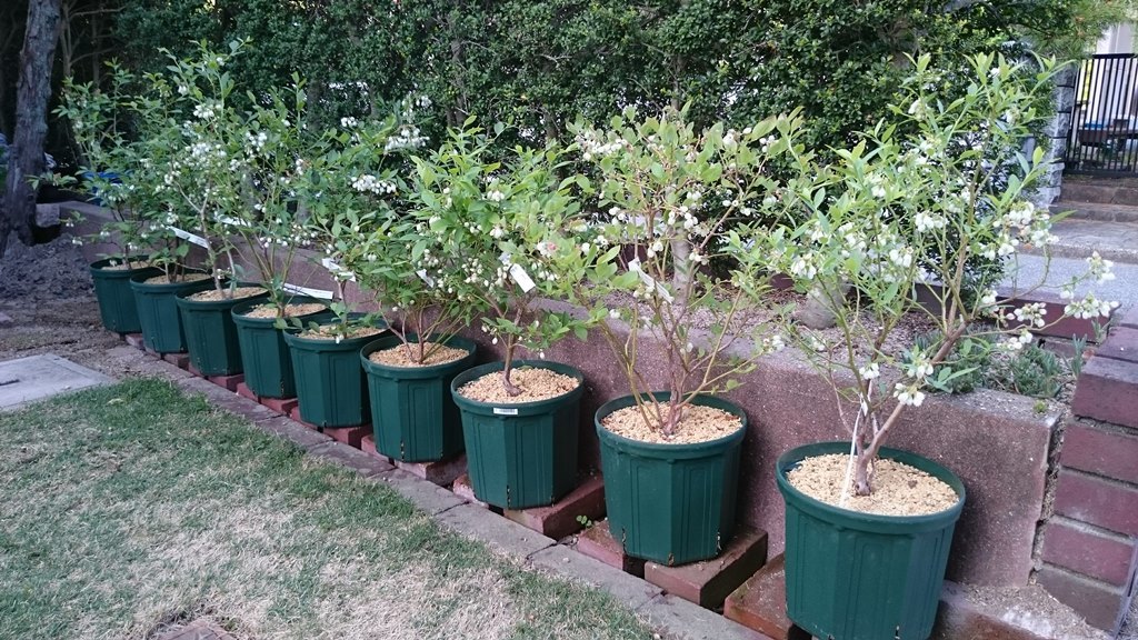 ブルーベリー3年生苗の開花と花蜂 In 広島市 初めてのブルーベリー栽培記 ブルーベリー3年生苗の開花と花蜂 In 広島市 初めてのブルーベリー栽培記