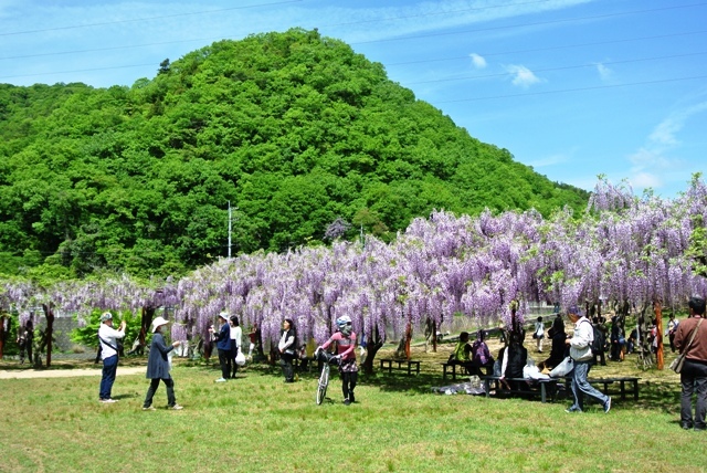 藤公園 神ノ上山 こうのうえやま 18年4月26日 岡山県和気 すまいらー山日記 藤公園 神ノ上山 こうのうえやま 18年4月26日 岡山県和気 すまいらー山日記