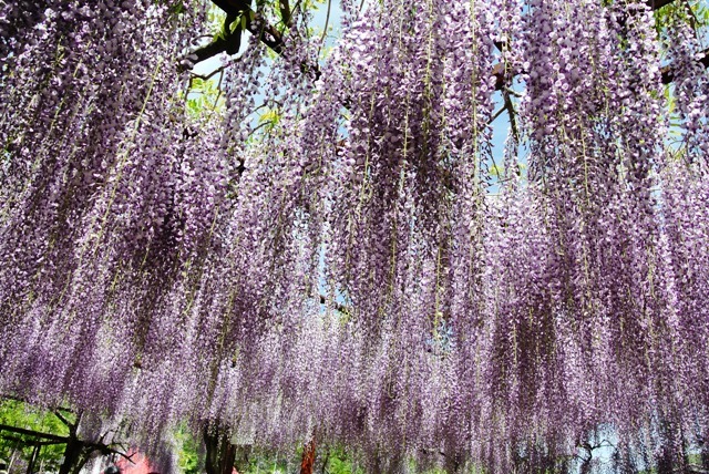 藤公園 神ノ上山 こうのうえやま 18年4月26日 岡山県和気 すまいらー山日記 藤公園 神ノ上山 こうのうえやま 18年4月26日 岡山県和気 すまいらー山日記