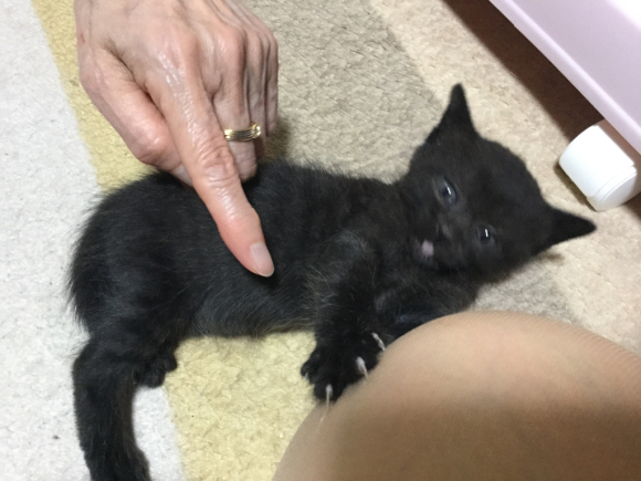 201805黒白黒子猫おうち決定_a0350686_13043391.jpg