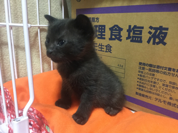 201805黒白黒子猫おうち決定_a0350686_13043473.jpg