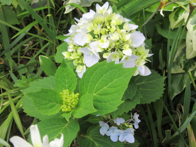 花が咲いたアジサイの挿し木と細川ガラシャの手紙と御室の仁和寺_b0209886_10302450.jpg