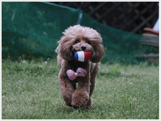 b0175688_21321028.gif
