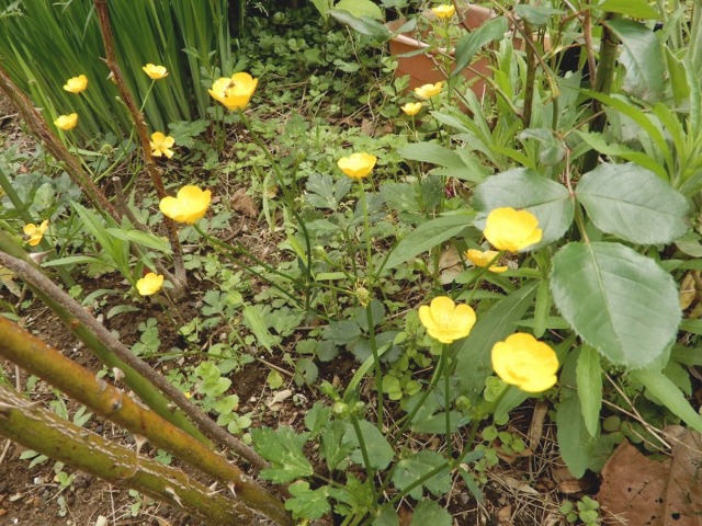 e0025300_2154218.jpg
