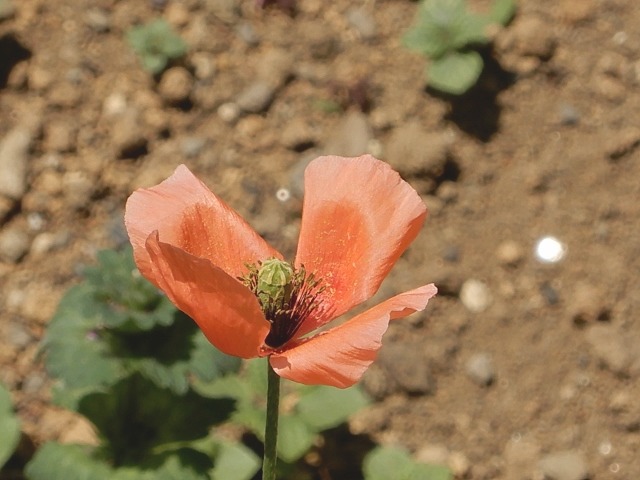 e0025300_2191249.jpg