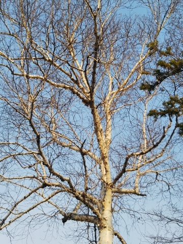 f0316507_17053185.jpg