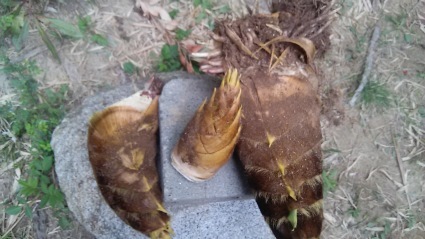 雨の日は雨を楽しむ_c0280108_06030339.jpg