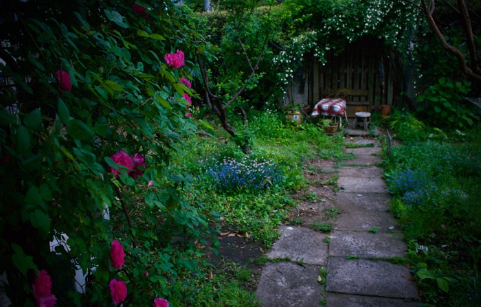 春菊の花と、薔薇いろいろ_e0134713_21204166.jpg