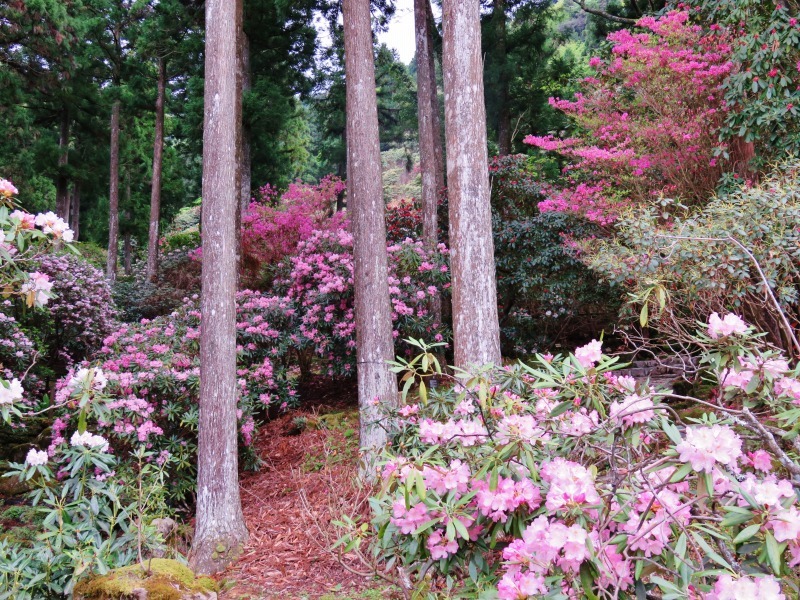 昭和の森　「石楠花フェスタ」4月２８日～5月６日_f0182513_01014837.jpg