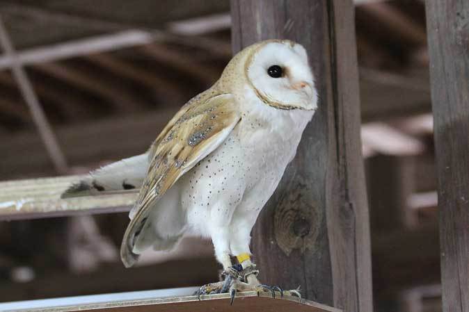 温泉に入らないカピバラたちと、そわそわメンフクロウ（埼玉県こども動物自然公園）_b0355317_21525747.jpg