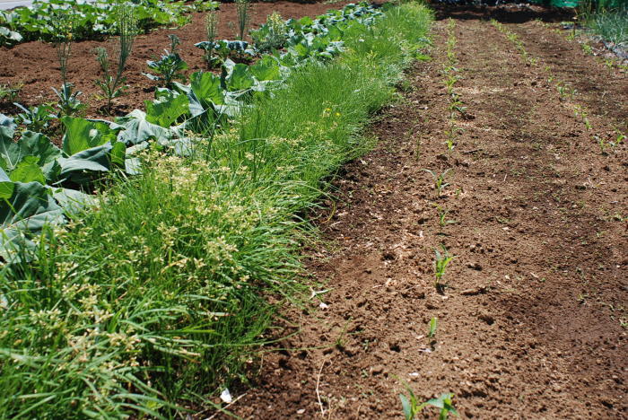 ニラは植え替えの時期です 甲府の野菜畑
