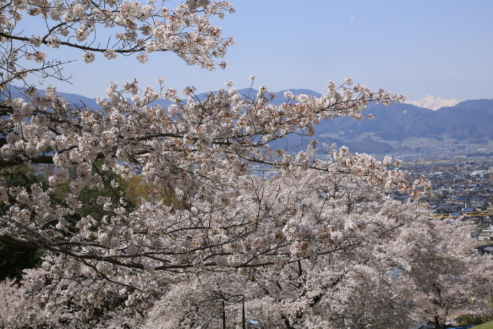 １８年桜紀行３０・信州千曲市戸倉宿キティパーク の桜その１_f0229832_23341662.jpg