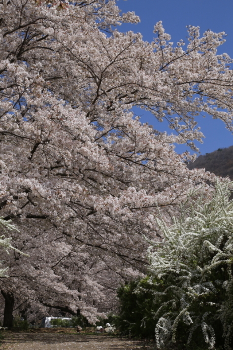 １８年桜紀行３０・信州千曲市戸倉宿キティパーク の桜その１_f0229832_23344321.jpg